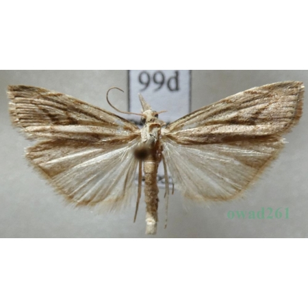 Agriphila geniculea (Haworth, 1811) Wachlarzyk kolankowy Czech99d